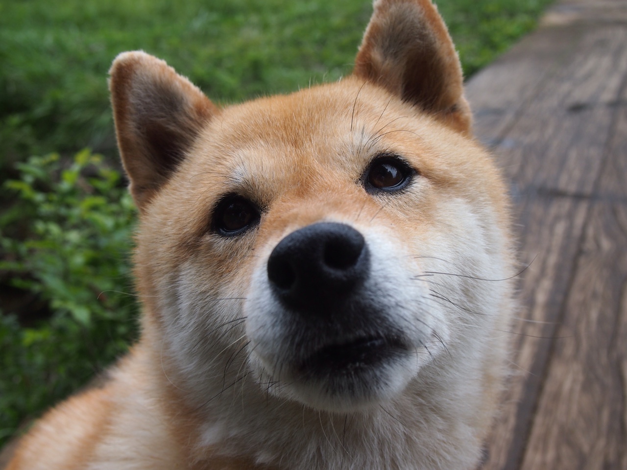 杜兰特东决封神夜,当深圳队的名字出现在密尔沃基的噩梦里