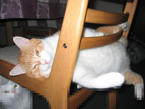 突尼斯铁幕落下！绝境中站出的关键先生，为何是他？